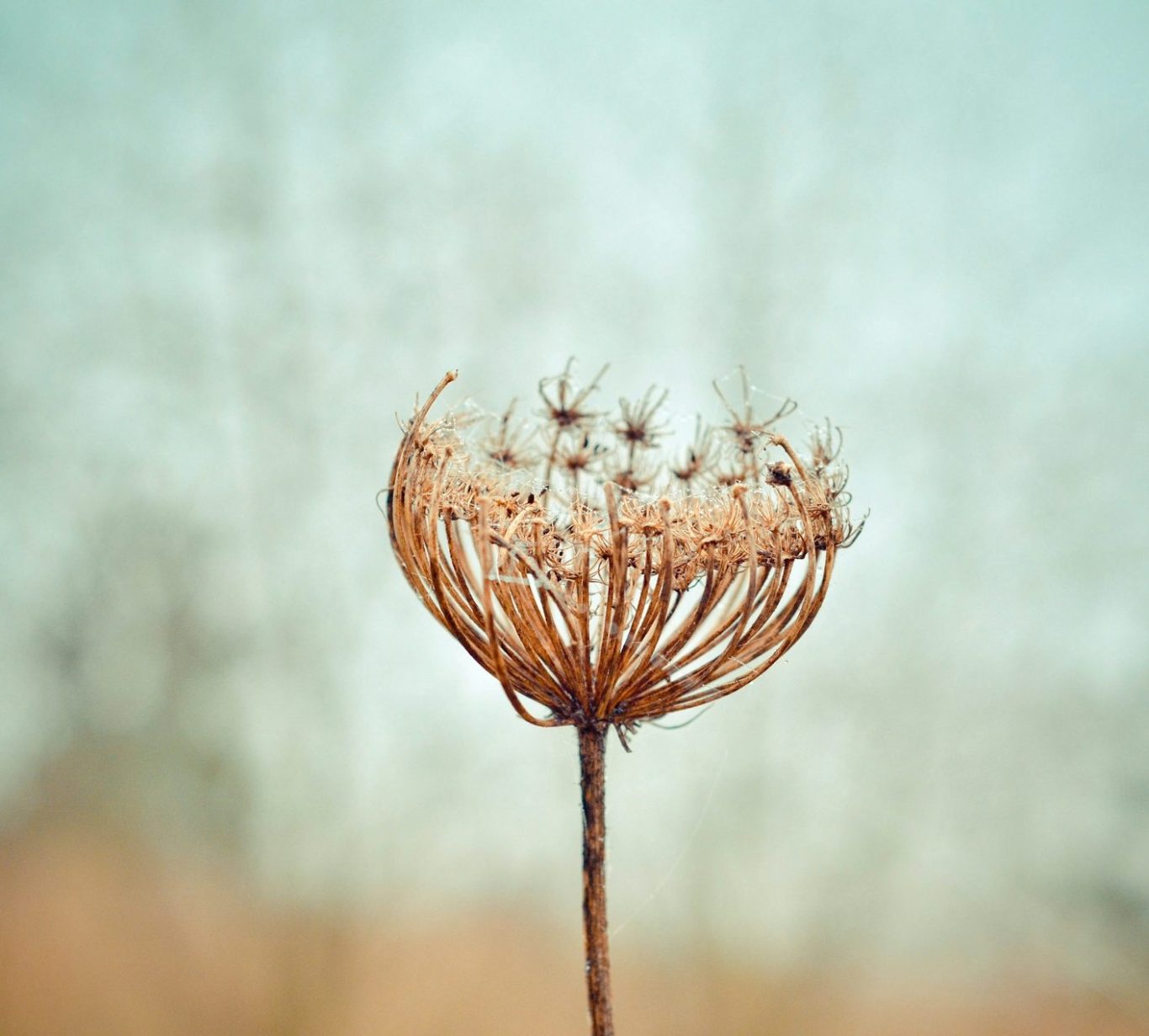 Psychotherapie nach dem Heilpraktikergesetz Psychotherapie nach dem Heilpraktikergesetz